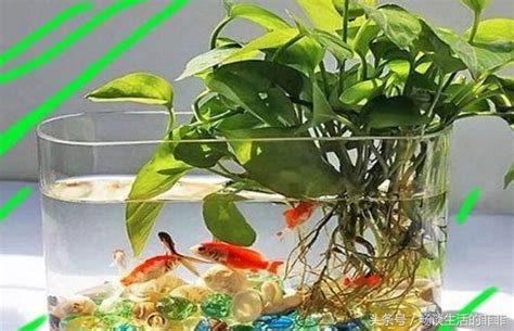 魚可以養在房間嗎|魚缸能招財…但千萬別放這些地方！觸犯「5禁忌」反損財 